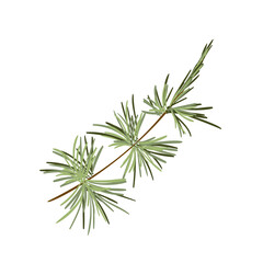 Naklejka na ściany i meble Hand drawn green lush spruce branch. Christmas tree element. Isolated on white vector illustration. Xmas decorative design item in retro style