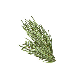 Hand drawn green lush spruce branch. Christmas tree element. Isolated on white vector illustration. Xmas decorative design item in retro style