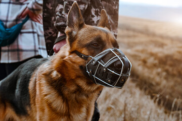 Dog in a muzzle. Safety for others. Pets