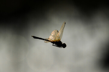Dragonfly in flight with golden light