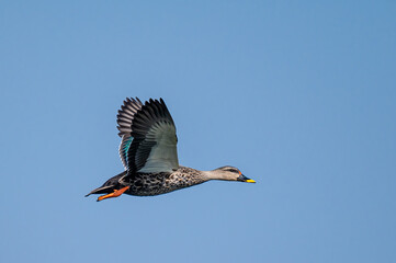 Spot-billed duck in flight with plain blue sky