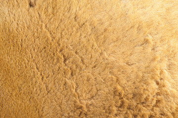 Kangaroo fur closeup background.
