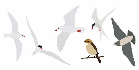 birds set, in flat style vector
