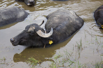 Water buffalo