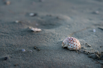 砂浜の貝殻