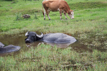 Animals in the pasture