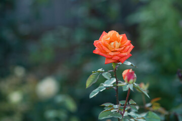 Obraz premium Blooming orange-yellow rose in the garden