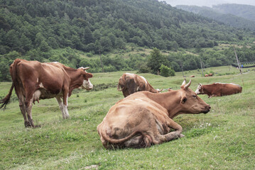 Animals in the pasture