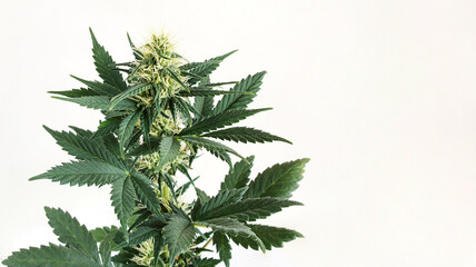 Green cannabis plant isolated on white background. - obrazy, fototapety, plakaty