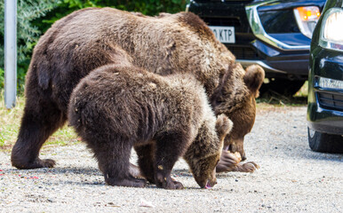 Feeding wild bears in Romania is forbidden. But!