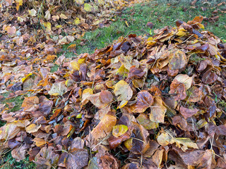 Pile of leaves in autumn in a garden