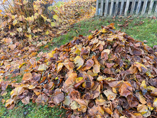 Pile of leaves in a garden