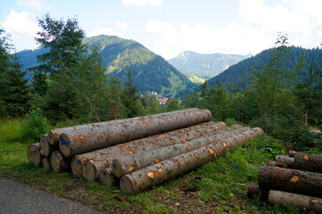 alpine landscape with fir trees and timber logs and the Alps in the background in Unterjoch region in Allgau, Bavaria (Germany)