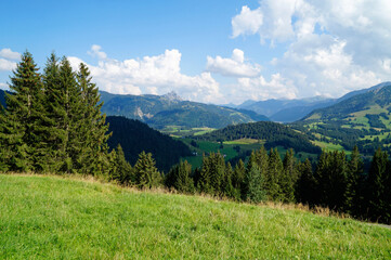 Fototapeta premium alpine landscape with green meadows, fir trees and the Alps (Buchelalpe or Buchel Alpe) in the background in Unterjoch region in Allgau, Bavaria (Germany)