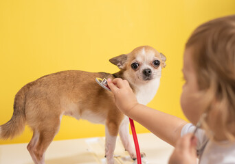 A small child performs auscultation with a stethoscope on a small dog. A child with a chihuahua plays a veterinarian.