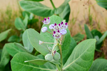 Closeup of Calotropis gigantea flower