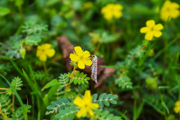 bee on yellow flower