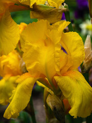 A close-up image of a yellow iris flower. Yellow flower and iris buds, water flag (Iris pseudacorus), nature photography with shallow depth of field