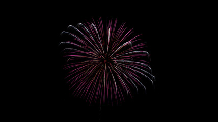 微生物のような打ち上げ花火