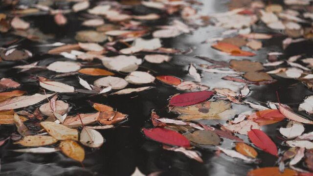 Brown Autumn Foliage in a Stagnant Water of a Pond in a Park. Autumn Monday Morning Full of Depression, Melancholy, Sadness, Blues and Sorrow. Close-up. Slow Motion Footage.