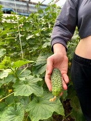 hands plucking a ripe cucumber from the garden close up. Natural cucumber greenhouse. Beautiful ripe and green cucumbers grown in a greenhouse. Organic food production