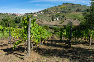 Fototapeta na wymiar vineyard in tuscany
