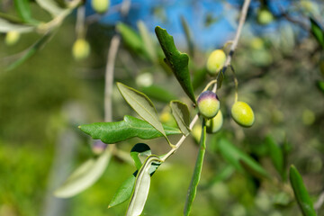 olives on a branch