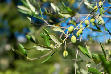 olives on the tree