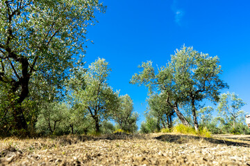 olive trees