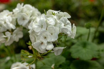 Close up photo of pelargonium zonale flower and blurred background