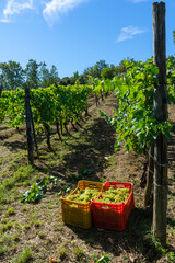 christmas tree and boxes