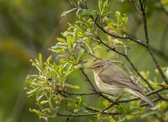 Chiffchaff