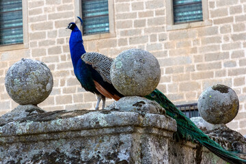 Peacock in Royal Site of San Lorenzo de El Escorial - Madrid -