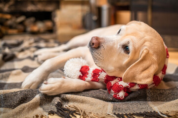 Golden Labrador Retriever in a Christmas scarf lies on a plaid in a wooden house near a burning...