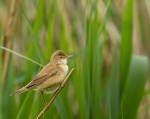 Marsh warbler