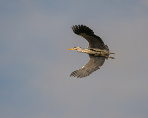 Grey Heron in flight