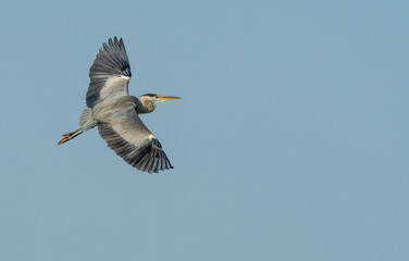 Heron 