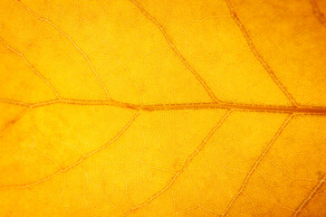 Close up of a yellow, orange, brown leaf. macro photography