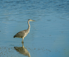 Grey heron