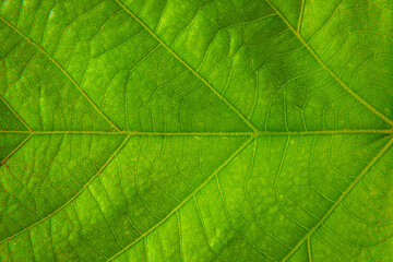 Obraz na płótnie Canvas Close up of a green leaf. Macro Photography