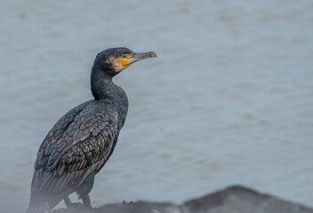 Great cormorant