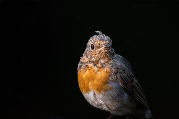 Robin