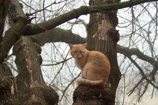 A red cat on an autumn tree. - Powered by Adobe