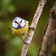 Blue tit 