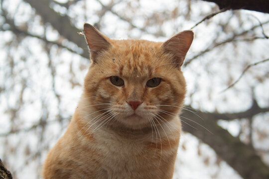 Portrait of a red cat in close-up. - Powered by Adobe