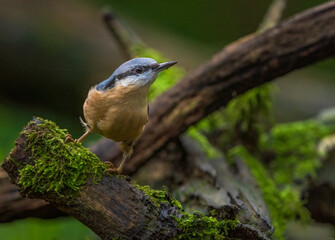 Nuthatch 