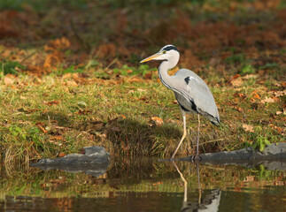 Grey heron fishing at the shore of a small lake. Early morning on an autumn day.