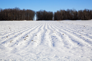 Agricultural fields in Quebec province, Canada. Ploughed land with furrows covered in snow, with...