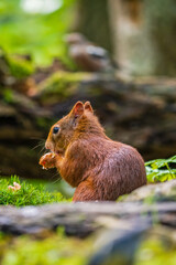 Red squirrel