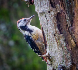 Middle Spotted Woodpecker